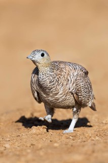 Crowned Sandgrouse (Pterocles coronatus) female, Negev, Israel