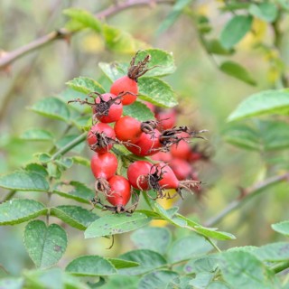 Wine rose (Rosa rubiginosa), Bundessortenamt testing centre Marq, Germany