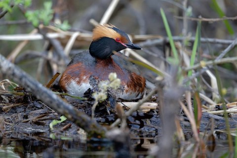 Horned Grebe (Podiceps auritus) on nest, Sweden