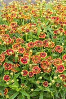 Sunflower (Helenium 'Bandora'), RHS Garden Bridgewater, Great Britain