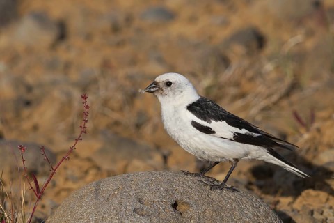 Snow Bunting (Plectrophenax nivalis insulae) male, Iceland