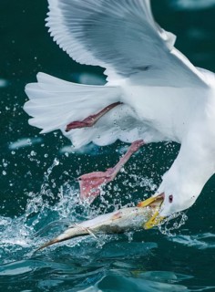 Glaucous-winged Gull (Larus glaucescens) catching fish in flight, Alaska, USA