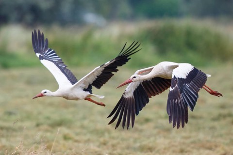 White Stork (Ciconia ciconia) flying, North Rhine-Westphalia, Germany