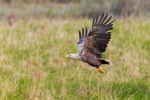 White-tailed eagle, bird of prey, animals, birds, (Haliaeetus albicill), Haliaaetus albicilla, hawk