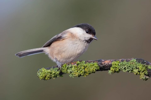 Willow Tit (Poecile montanus) perched on a mossy branch, Lower Saxony, Germany