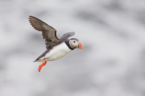 Atlantic Puffin (Fratercula arctica) flying, Iceland