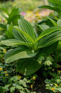 A close-up of lush green foliage in a vibrant garden setting, featuring prominently textured leaves
