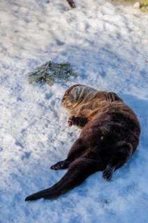 An otter (Lutra lutra) rolls in the snow on a sunny day