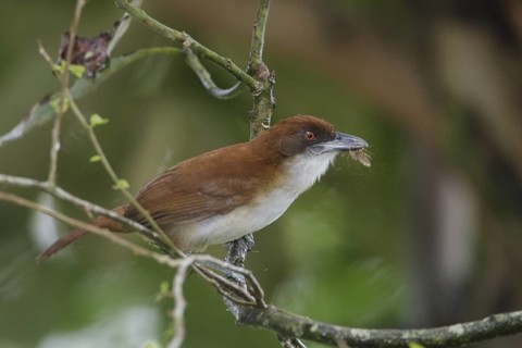 Great Antshrike (Taraba major) female, Pichincha, Ecuador