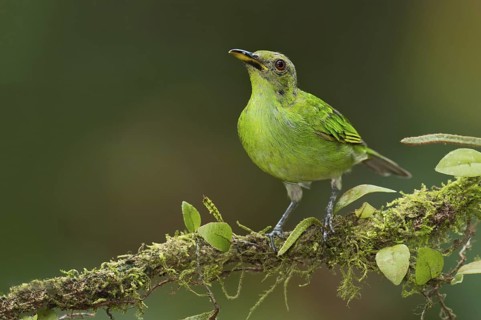 Green Honeycreeper (Chlorophanes spiza) female, Costa Rica