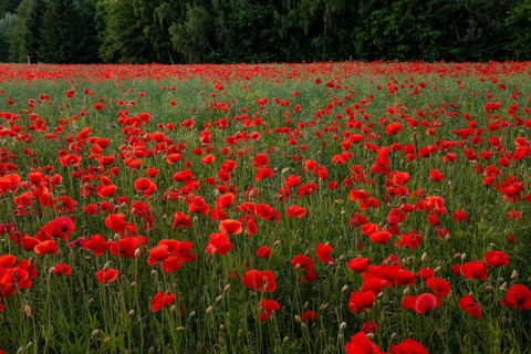 A wide field full of brightly blooming red poppies stretches to a green forest edge on the horizon,
