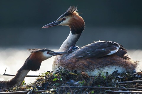 Great Crested Grebe (Podiceps cristatus) pair with chick at nest, North Rhine-Westphalia, Germany
