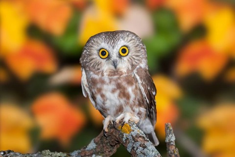 Northern Saw-whet Owl Aegolius acadicus Duluth, Minnesota, United States 15 October Immature