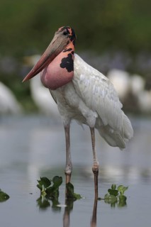 Jabiru (Jabiru mycteria), Pantanal, Brazil