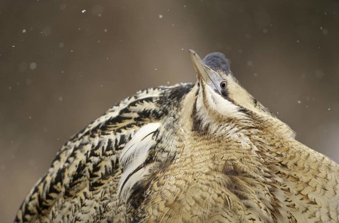 Eurasian Bittern (Botaurus stellaris) male, Nizhegorodskaya, Russia