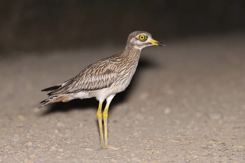 Eurasian Stone-curlew (Burhinus oedicnemus), Vila Franca de Xira, Portugal