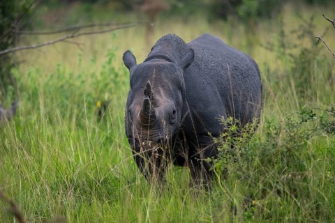 Black rhinoceros (Diceros bicornis) or black rhino in tall grass, Akagera National Park or Kagera