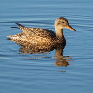 Mallard (Anas platyrhynchos), female swimming on a lake, blue water, Lower Saxony, Germany