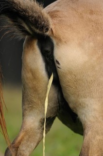 Close-up of a sand-coloured horse urinating in a meadow, Przewalski's horse (Equus ferus