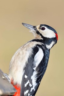 Great spotted woodpecker (Dendrocopos major), male, animal portrait, close-up, Wilnsdorf, North