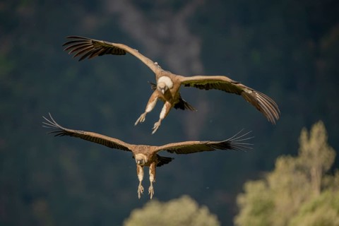 Griffon vulture (Gyps fulvus), approaching, Pyrenees, Spain