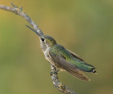 Female Anna's Hummingbird in threat posture