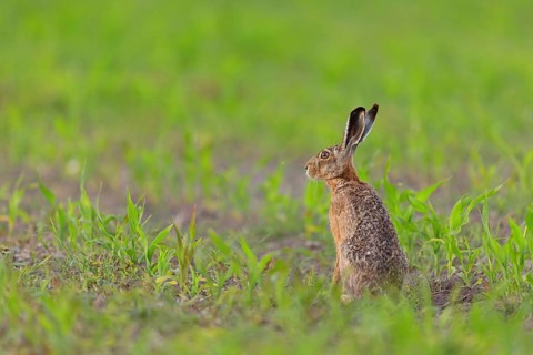 European hare (Lepus europaeus), European Hare, Brown Hare, Tiszaalp-r, Kiskuns-gi National Park,