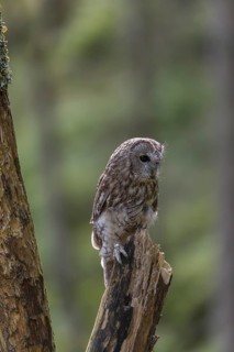 One tawny owl or brown owl (Strix aluco) sitting on a dead tree in the bavarian forest. Green