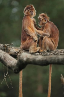Javan lutung (Trachypithecus auratus), two, adult, grooming, captive