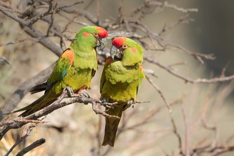 Red-fronted Macaw (Ara rubrogenys) perched on a branch, Bolivia