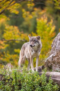 A Eurasian gray wolf (Canis lupus lupus) stands, framed by leaves, on a hill between rocks and