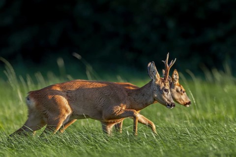 A roebuck (Capreolus capreolus) pursues a doe ready to mate, the drive is of elementary importance
