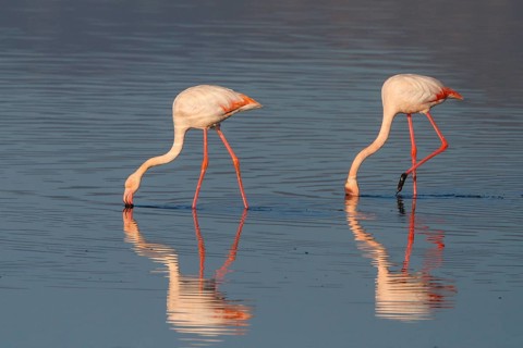 Greater Flamingo (Phoenicopterus roseus), Greece
