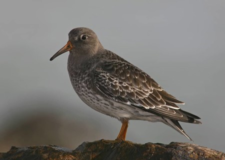 Purple Sandpiper (Calidris maritima), Carcavelos, Portugal