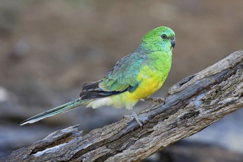 Red-rumped Parrot (Psephotus haematonotus) male, Australian Capital Territory, Australia