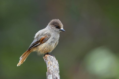 Siberian Jay (Perisoreus infaustus), Dalarna, Sweden