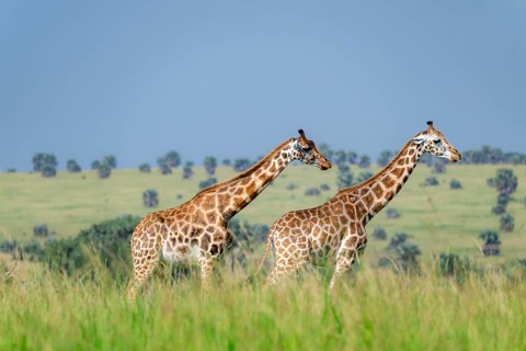 Rothschild's giraffes (Giraffa camelopardalis rothschildi) in green grass, Murchison Falls National