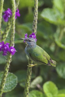 Shining Honeycreeper (Cyanerpes lucidus) female, Costa Rica