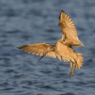 Marbled Godwit (Limosa fedoa) flying, Washington, USA