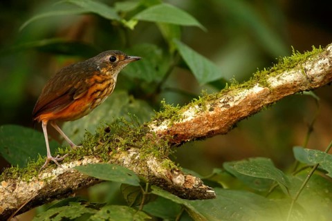 Thicket Antpitta (Hylopezus dives), Costa Rica