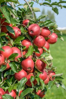 Apple (Malus domestica 'Gemini'), Bundessortenamt Prüfstelle Wurzen, Federal Republic of Germany