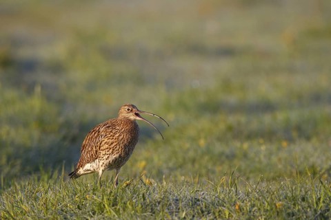 Eurasian Curlew (Numenius arquata), North Rhine-Westpalia, Germany