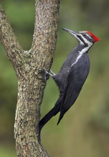 Pileated Woodpecker (Dryocopus pileatus), British Columbia, Canada