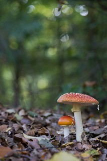Fly agarics (Amanita muscaria), Emsland, Lower Saxony, Germany