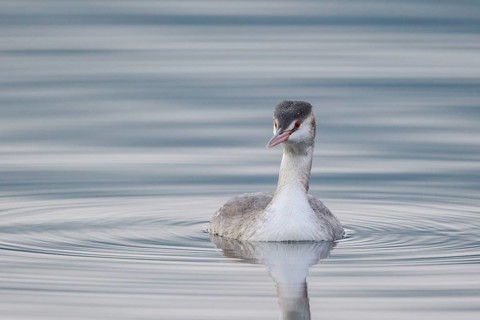 Great Crested Grebe (Podiceps cristatus), Carinthia, Austria