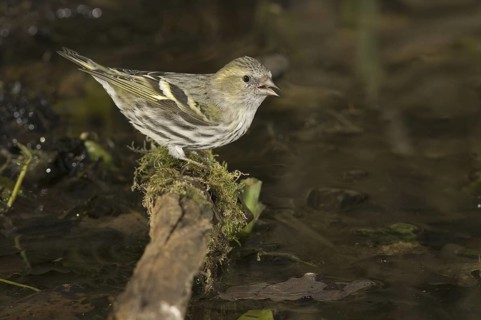 Eurasian Siskin (Spinus spinus) female, Saxony, Germany