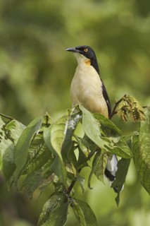 Black-capped Donacobius (Donacobius atricapilla), Ecuador