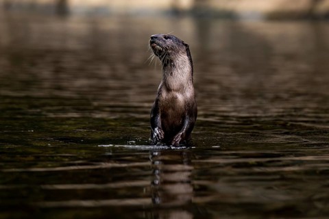 A juvenile nutria stands alert in a serene waterway within Khao Sok National Park, Surat Thani