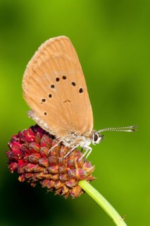 Animals, Insect, Butterfly, Order Lepidoptera, Family Lycaenidae, Subfamily Lycaeninae, Dusky large