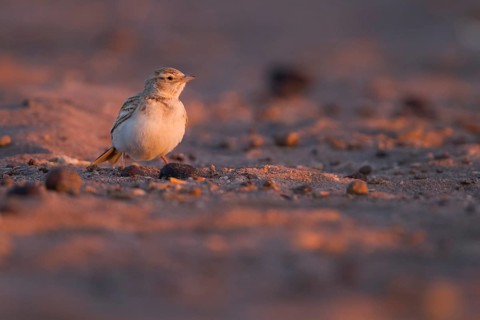Short-toed Lark - Kurzzehenlerche - Calandrella brachydactyla ssp. rubiginosa, Morocco, adult